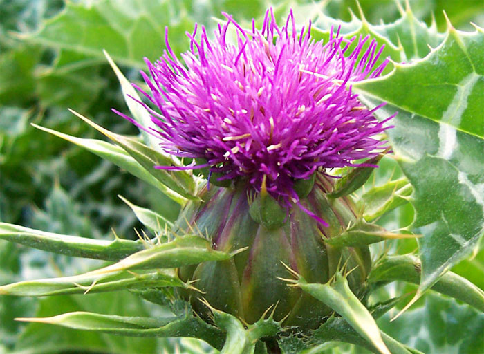 7 Wissenschaftlich fundierte gesunde Wirkung der Mariendistel